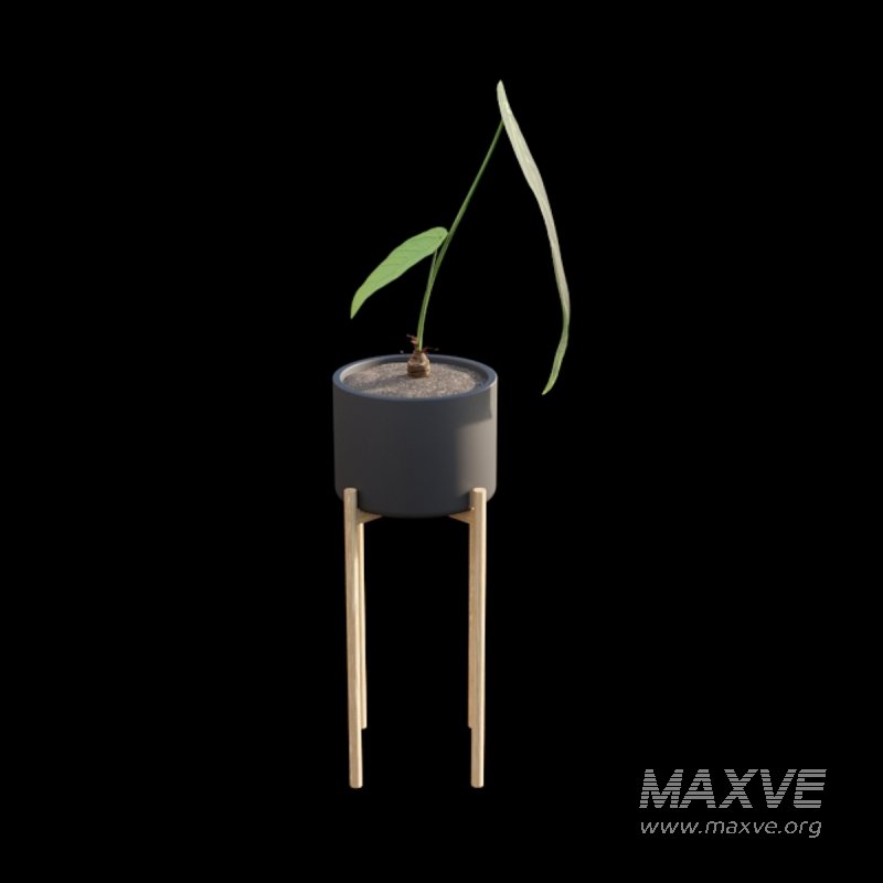 Anthurium warocqueanum - Image 3