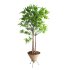 Potted Cone Indoor Plant Philodendron - Thumbnail 5