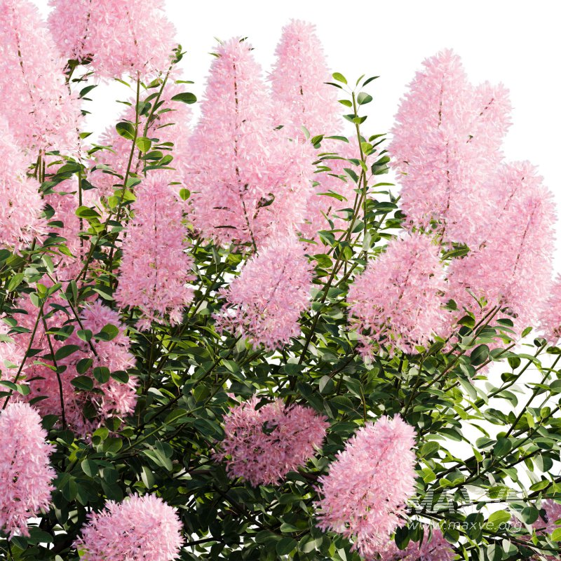 Cotinus coggygria – Smokebush 04 - Image 5