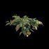 Philodendron Scandens Micans - Thumbnail 3