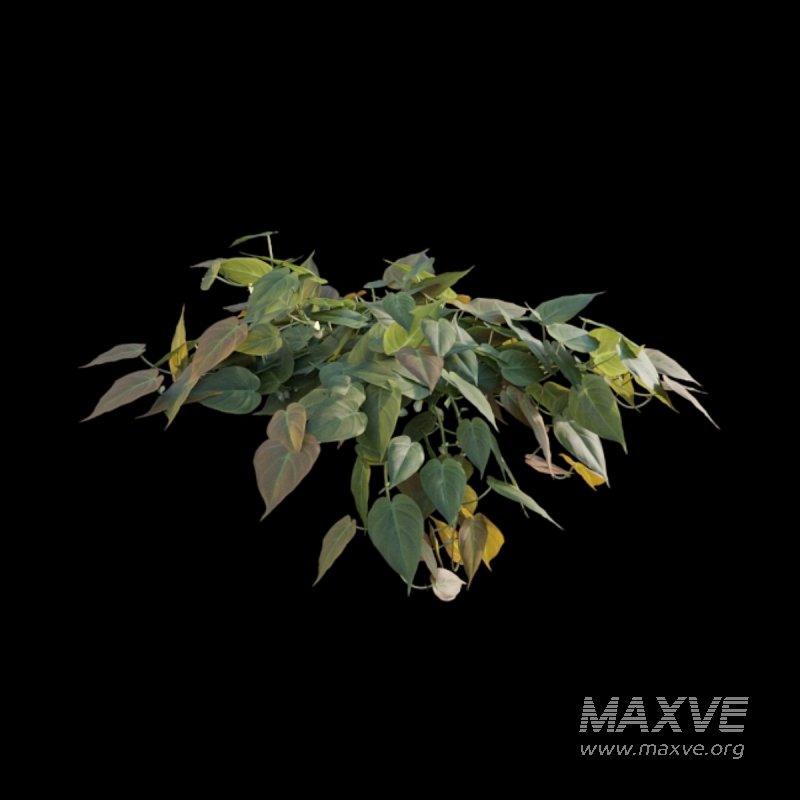 Philodendron Scandens Micans - Image 3