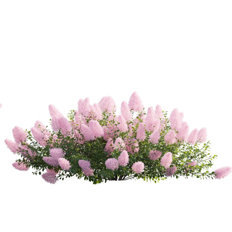 Cotinus coggygria – Smokebush 04 - Image 3