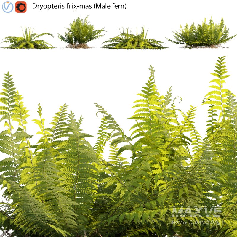 Dryopteris filix-mas – Male fern -02 - Image 1