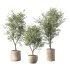 Olive Tree Indoor Plant Set.14 - Thumbnail 1