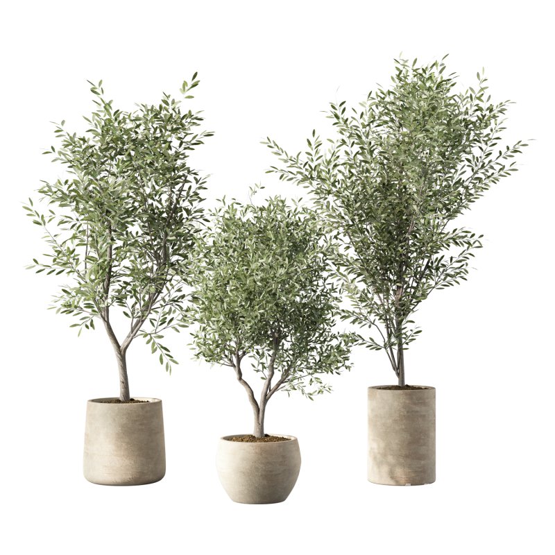 Olive Tree Indoor Plant Set.14 - Image 1