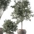 Olive Tree Indoor Plant Set.3 - Thumbnail 3
