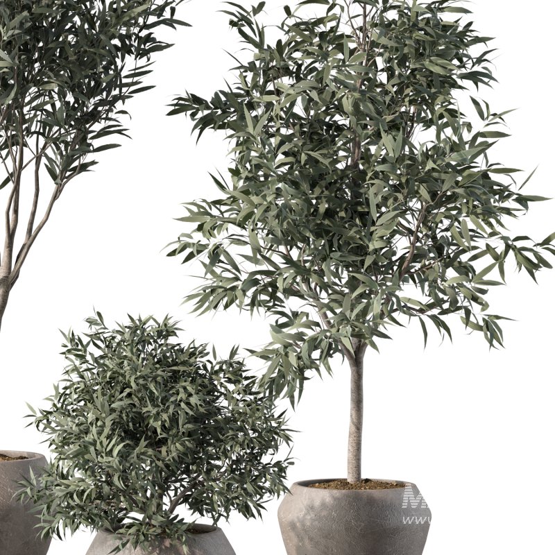 Olive Tree Indoor Plant Set.3 - Image 3
