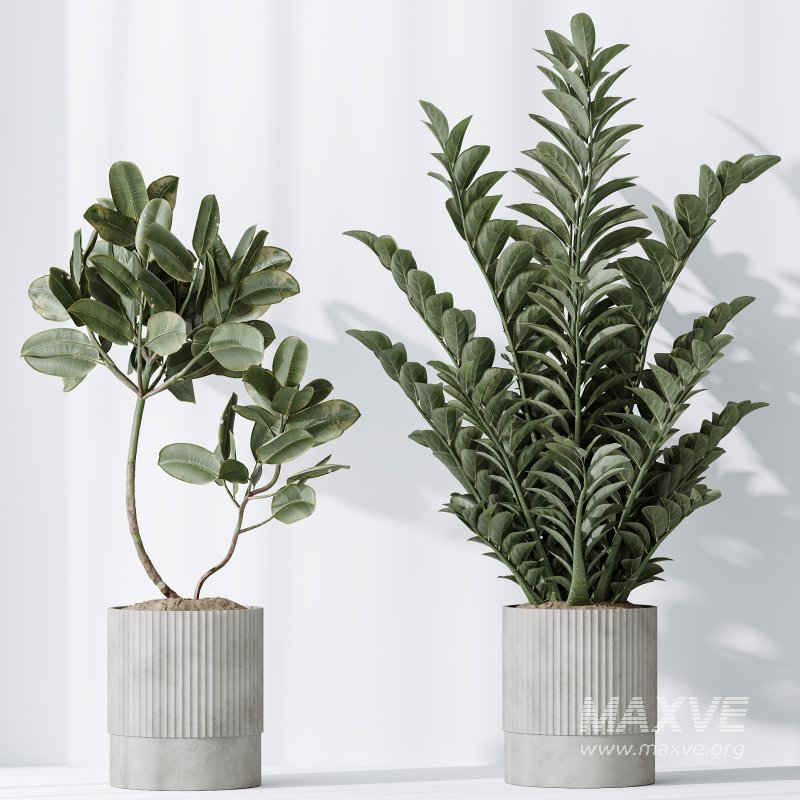 AV Indoor plants set 198 Arbequina Olive and Lemon Lime Cane Dragon and Zamiifolia Aracea and Ficus Elastica Abidjan - Image 7