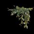 Philodendron Scandens Micans - Thumbnail 4