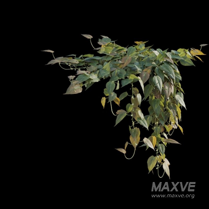 Philodendron Scandens Micans - Image 4