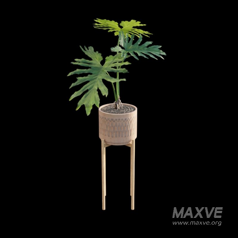 Philodendron bipinnatifidum – Philodendron selloum Split - Image 4