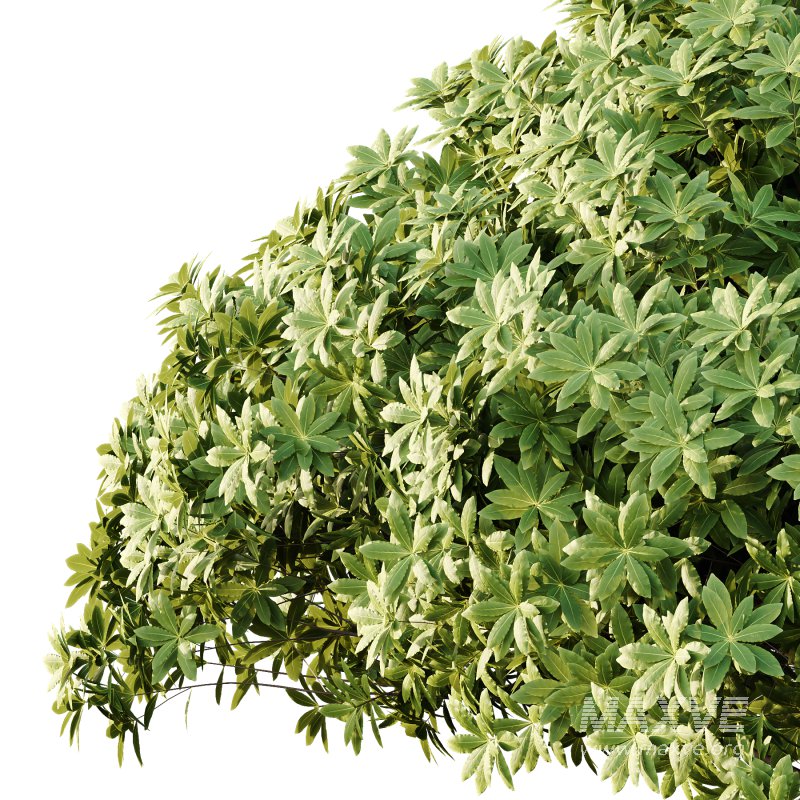 Edgeworthia chrysantha Plant Bush 04 - Image 4