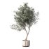 Olive Tree Indoor Plant Set.30 - Thumbnail 2