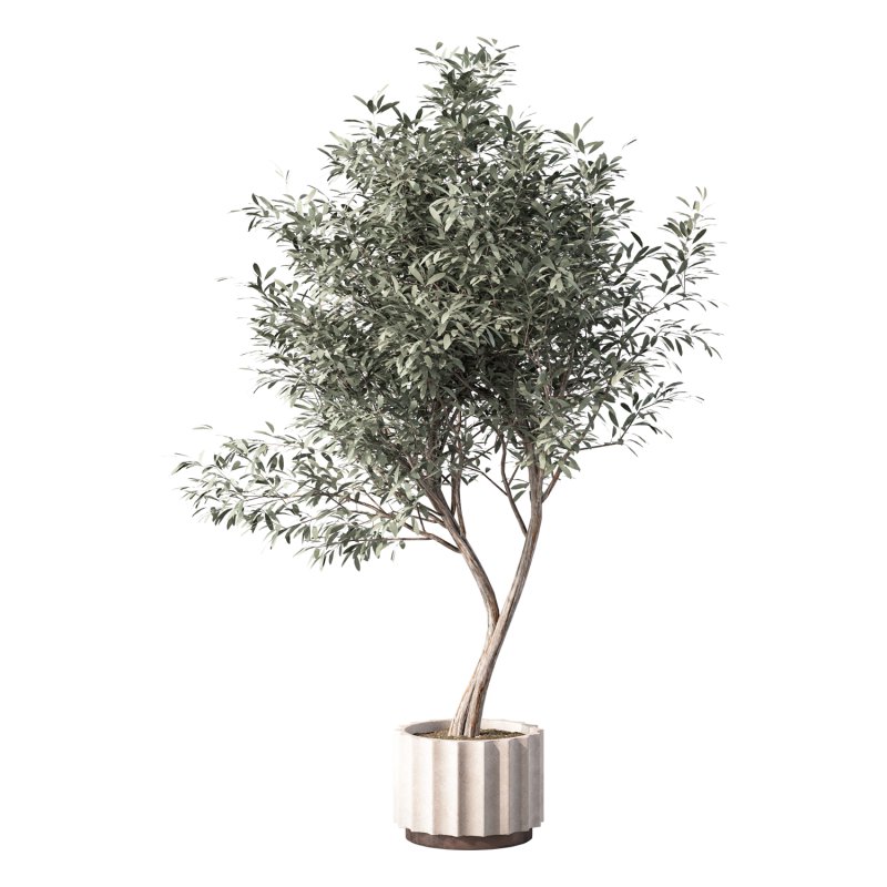 Olive Tree Indoor Plant Set.30 - Image 2