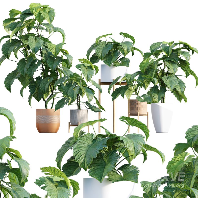 Philodendron subincisum - Image 1