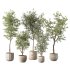 Olive Tree Indoor Plant Set.12 - Thumbnail 1