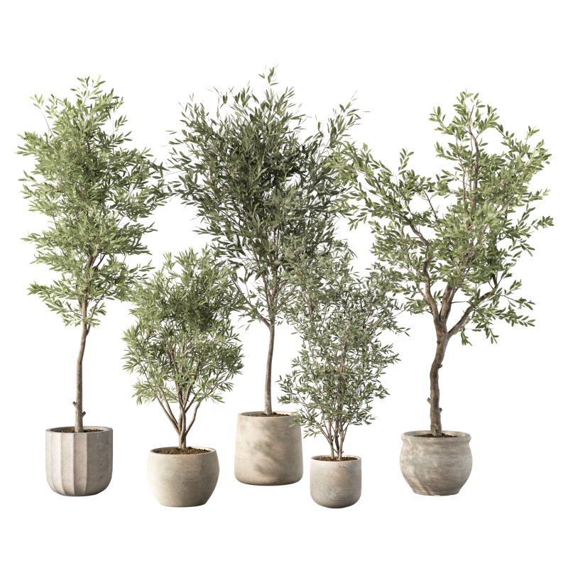 Olive Tree Indoor Plant Set.12 - Image 1