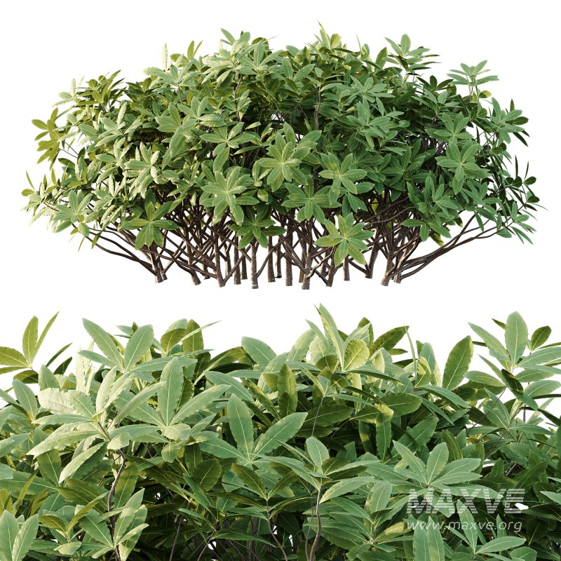 Edgeworthia chrysantha Plant Bush 03 - Image 6