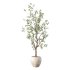 Olive Tree Indoor Plant Set.27 - Thumbnail 1