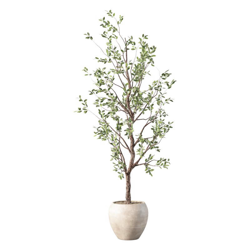 Olive Tree Indoor Plant Set.27 - Image 1