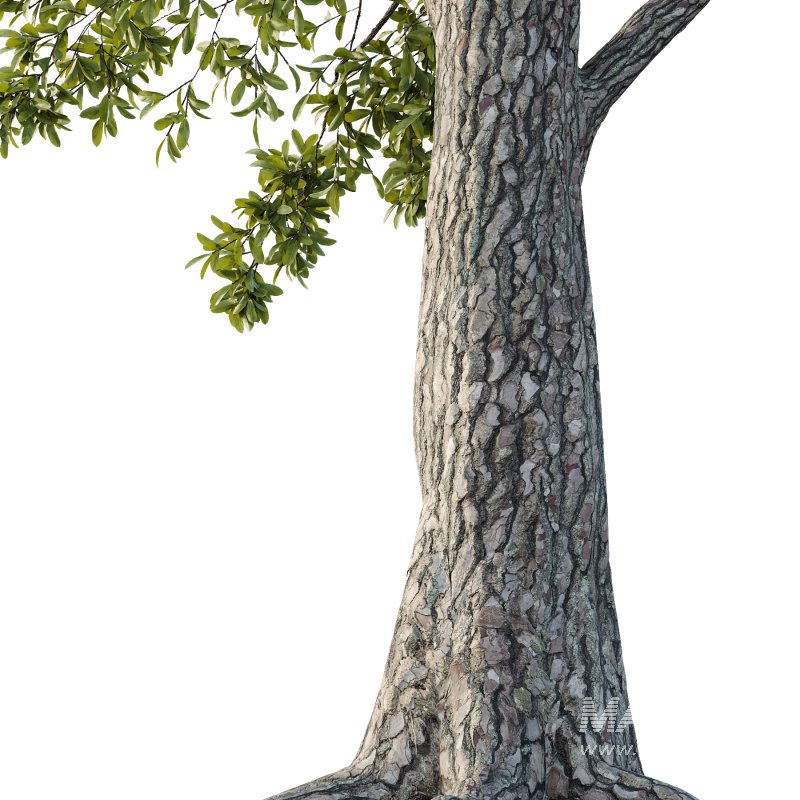 Spanish Moss Tree 01 - Image 2