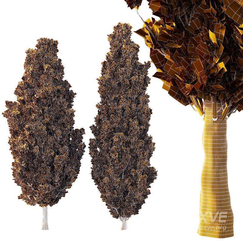 Italian Cypress Tree 2 - Image 2