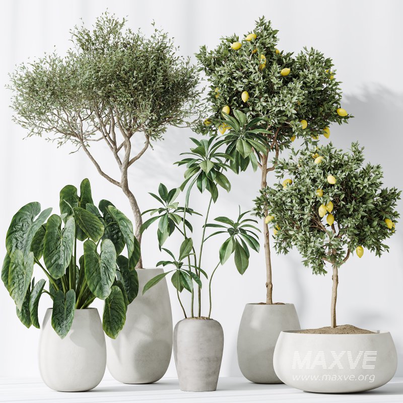 AV Indoor plants set 200 Mandarin Fruit Lemon Tree and Alocasia Jardin and Ficus Cyathistipula Fig and Mission Olive - Image 7