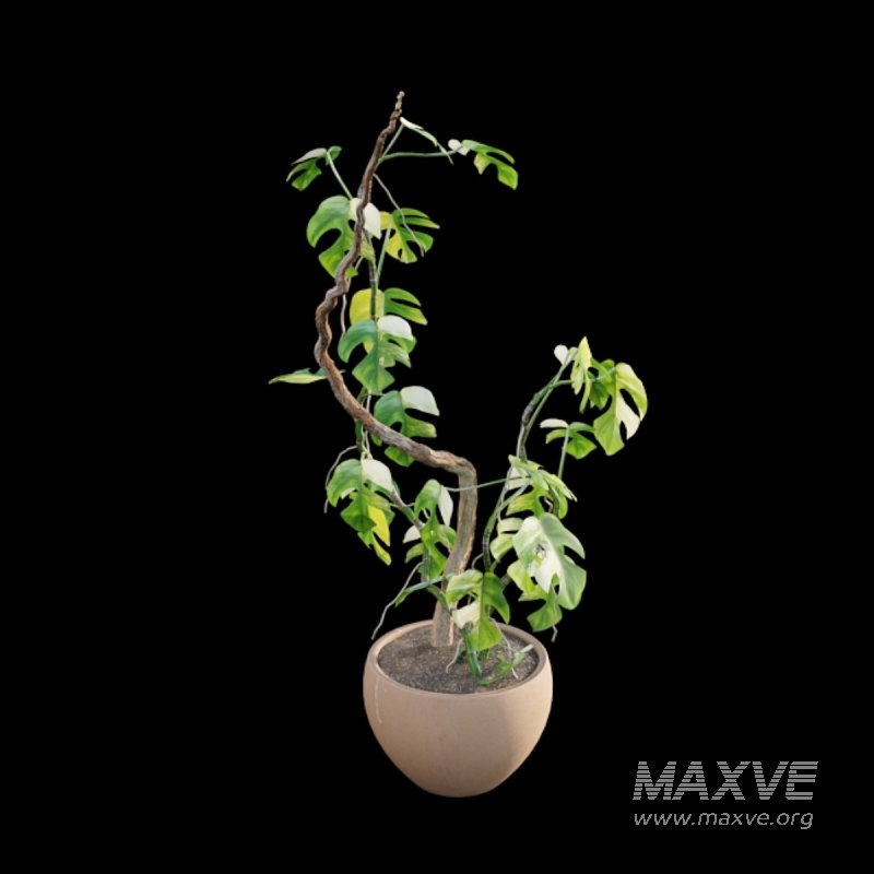 Rhaphidophora tetrasperma variegata – Mini Monstera - Image 6