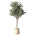 Olive Tree Indoor Plant Set.21 - Thumbnail 4