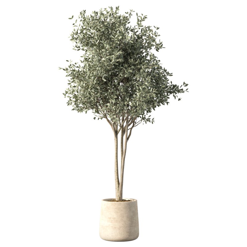 Olive Tree Indoor Plant Set.21 - Image 4