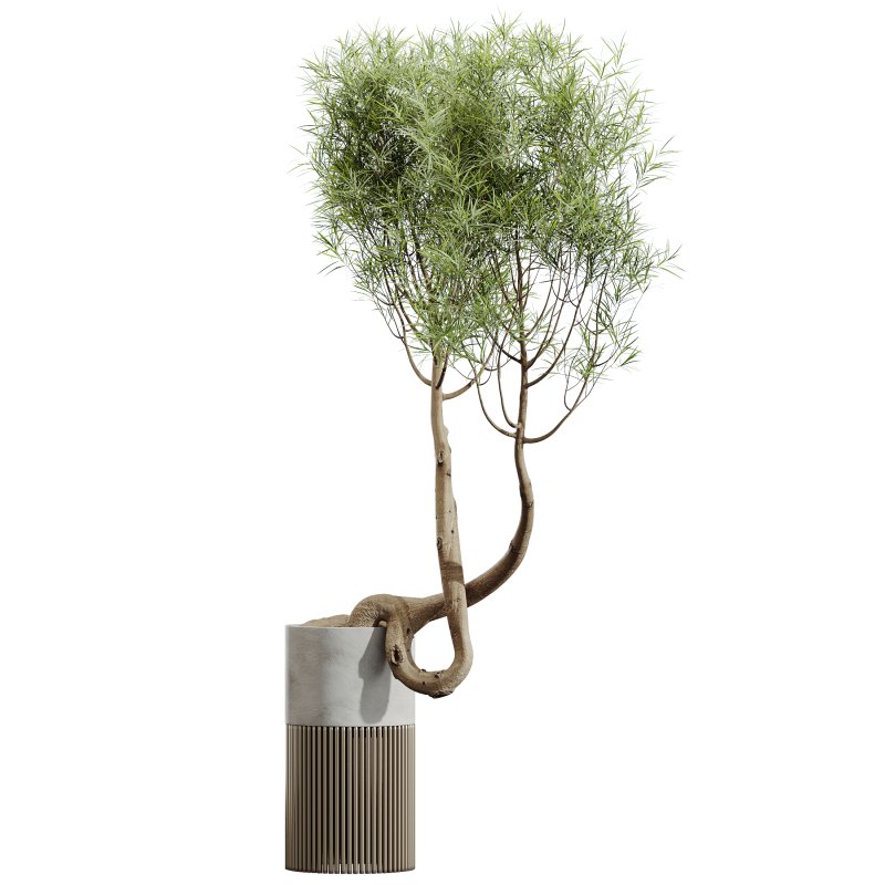 AV HousePlants Japandi Decorative Minimalism Ficus Dracaena Marginata16 - Image 1