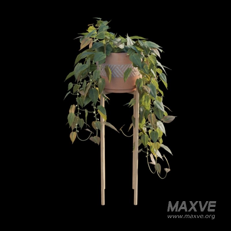 Philodendron Scandens Micans - Image 3