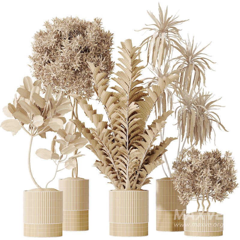 AV Indoor plants set 198 Arbequina Olive and Lemon Lime Cane Dragon and Zamiifolia Aracea and Ficus Elastica Abidjan - Image 8