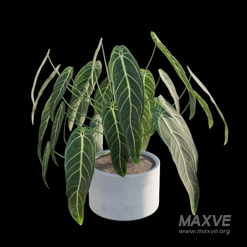 Anthurium warocqueanum - Image 5