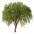 Weeping Willow Tree 02 - Thumbnail 2