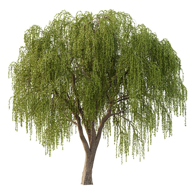 Weeping Willow Tree 02 - Image 2
