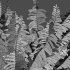 Dryopteris filix-mas – Male fern -01 - Thumbnail 3