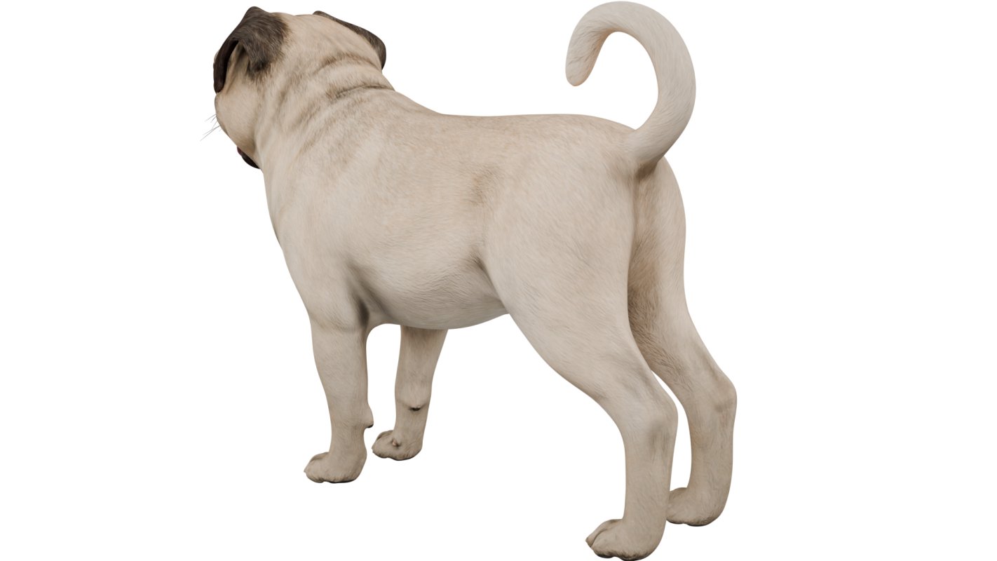 Pug - Image 5