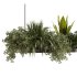 Indoorplants-Hanging plants set-93 - Thumbnail 4