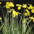 Iris pseudacorus – Yellow flag – 02 - Thumbnail 3