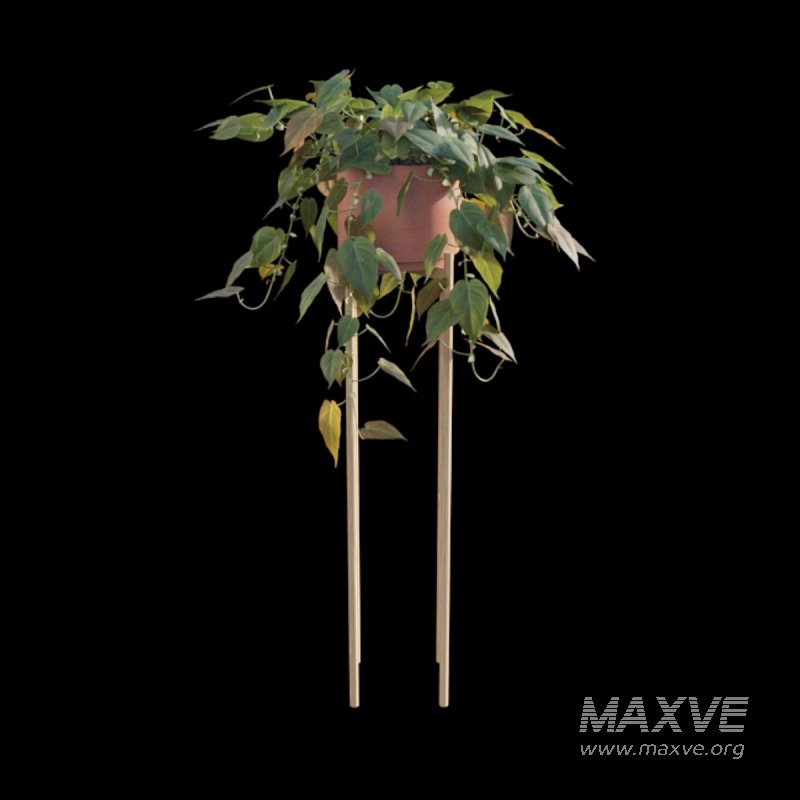 Philodendron Scandens Micans - Image 6