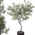 Olive Tree Indoor Plant Set.9 - Thumbnail 1