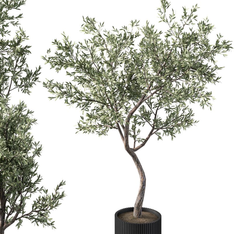 Olive Tree Indoor Plant Set.9 - Image 1