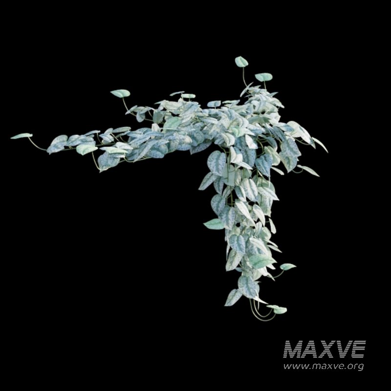 Scindapsus pictus – Satin Pothos - Image 2