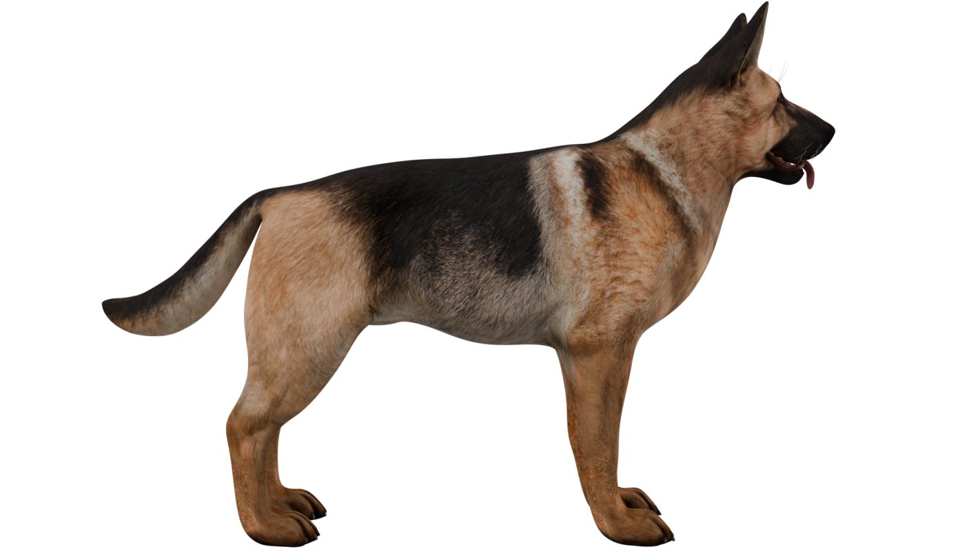 German Shepherd - Image 7