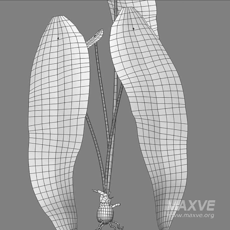 Anthurium warocqueanum - Image 7