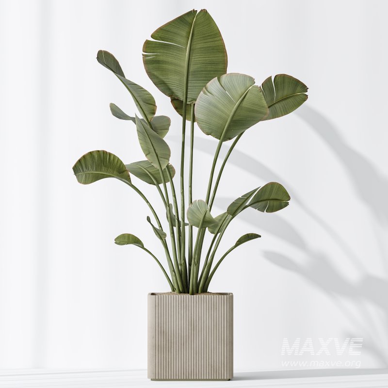 AV Indoor plants set 204 Mission Olive and Ficus Cyathistipula and Lemon Lime Cane Dragon and Banana Strelitzia Nicolai - Image 5