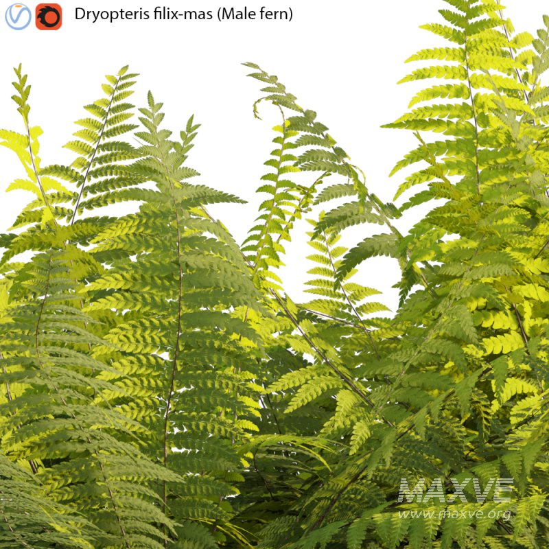 Dryopteris filix-mas – Male fern -01 - Image 2