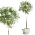 AV HousePlants Japandi Decorative Minimalism Ficus Dracaena Marginata18 - Thumbnail 2