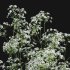 Anthriscus sylvestris – Cow parsley -02 - Thumbnail 3